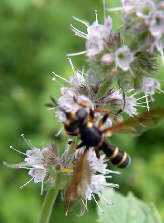 Conops flavipes F (Conopidae)